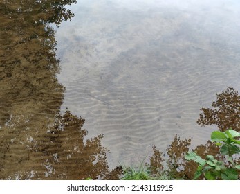 Reflection of trees in clear water. From the almost flat surface of clean transparent water through which you can see the sandy bottom, the branches of the trees standing on the shore are reflected.