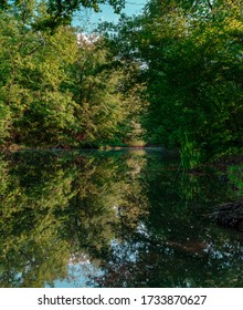 Reflection of trees in forest lake