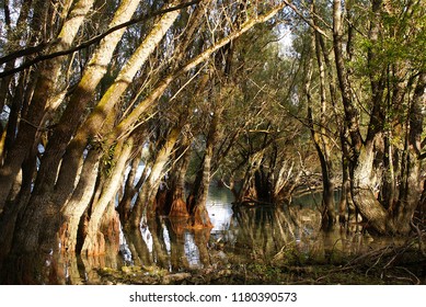 reflection of trees in lake