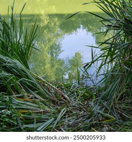 Reflection of trees in a lake surrounded by tall grass