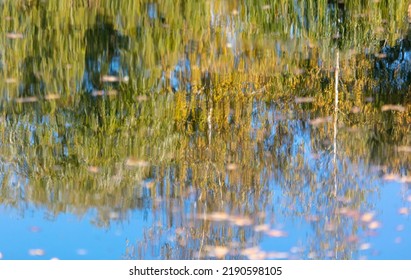 Reflection of trees on the surface of the water in autumn. Nature