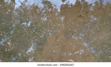 A reflection of trees on water