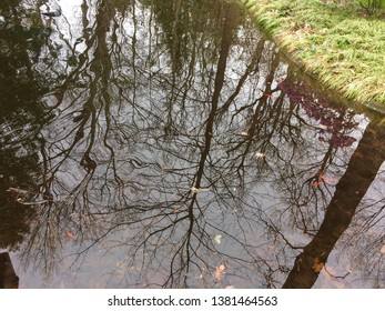 reflection of trees in pond