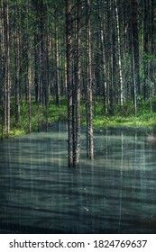 Reflection of trees in a pond