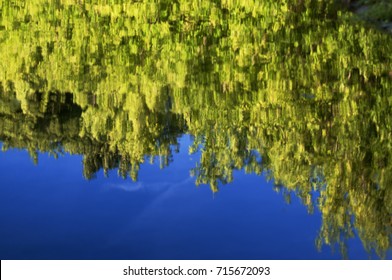 reflection of trees in pond