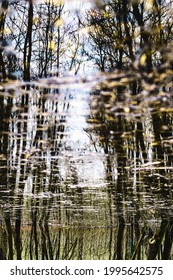 reflection of trees in the pool
