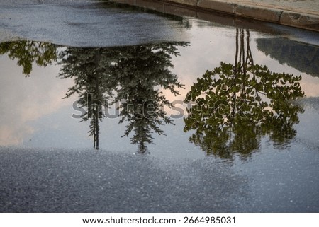Reflection of trees in puddle after rain. Urban park scene. Mirror image of conifers in water on asphalt.