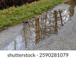 The reflection of trees in a puddle during winter.