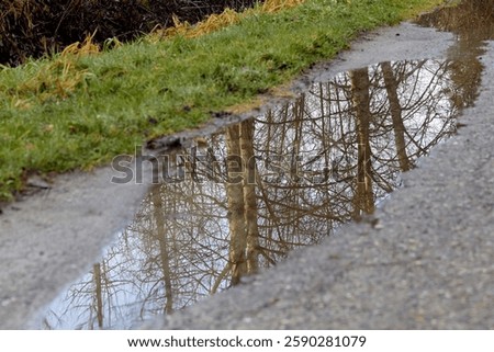 The reflection of trees in a puddle during winter.