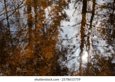 Reflection of trees in a puddle in the forest. You can see the reflection of trees in the water, as well as the bottom of the puddle covered with grass and moss. 