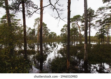 Reflection Of Trees In Shallow Waters In Soomaa National Park, Estonia.