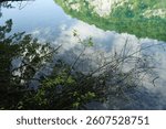 Reflection of trees and sky in clear water. Riflesso di alberi e cielo in acqua limpida
