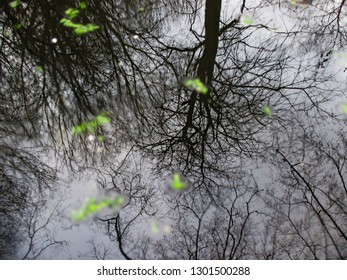 Reflection of the trees and sky in a pool of water. 