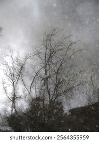 reflection of trees in a spring puddle on the road