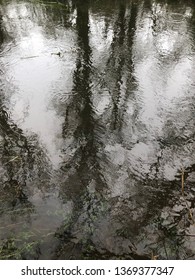 Reflection of trees in stream