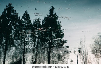 reflection of trees in the water