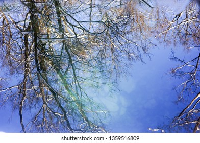  Reflection of trees in water                              