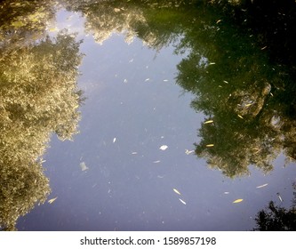 reflection of trees in water