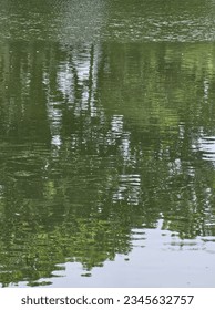 Reflection of trees in the water.