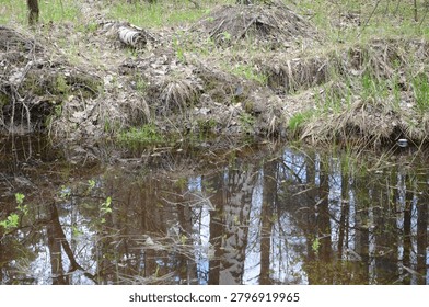 reflection of the trees in the water 