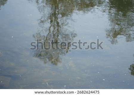 Reflection of Trees in Water