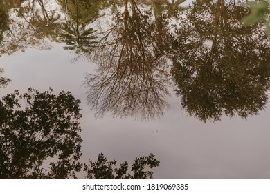 reflection of trees in the waters of a river