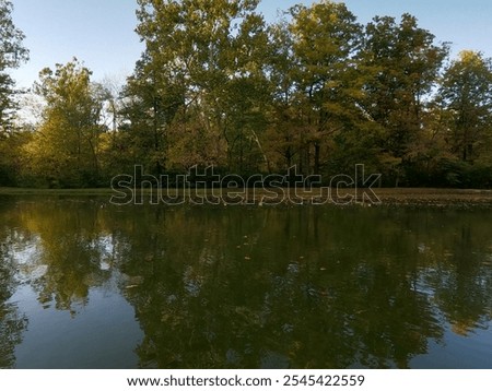 Reflection of trees of the woods