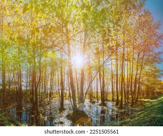 Reflection Of Trees Woods In Water Deluge During Flood. Beautiful Autumn Landscape. Forest Trees Woods Standing In Flood Water After Autumn Rains. Sun Shining During Sunny Sunset Evening. - Shutterstock ID 2251505561