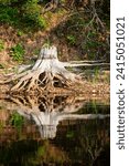 Reflection of a trunk in the calm water of the Rainbow Flowage in northern Wisconsin, vertical