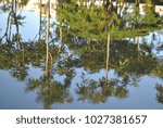 reflection in the water