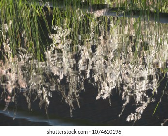 Reflection in the water.