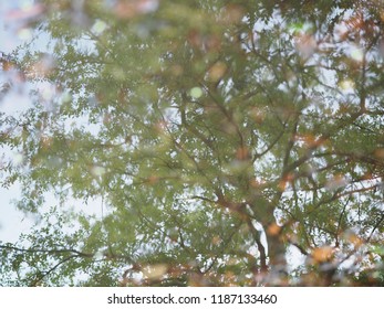 Reflection in the water