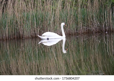 The reflection of a white swan