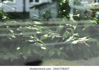 reflection in the window, reflection of leaves, view through glass, tree branches in the sun, view on a sunny day, transparent glass