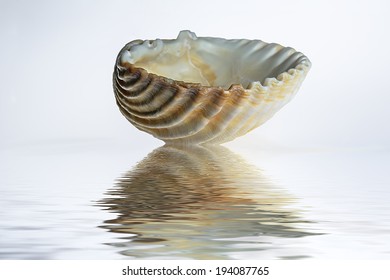 Reflection/Reflection