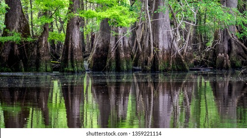 Reflections Of Ancient Bald Cypress Trees That Line The Banks Of The Black River In Sampson County, North Carolina