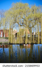 Reflections Of A Canalside House And Willow Tree  On The Leidse Rijn Canal In The Lombok Neighbourhood Of Utrecht.