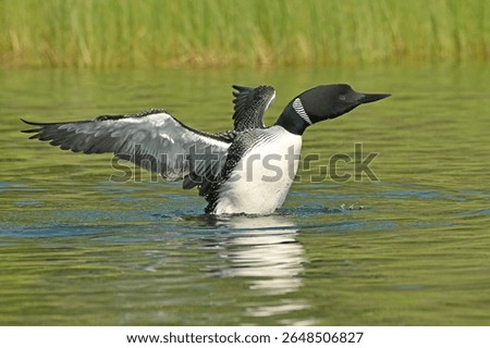 Reflections Of Common Loon Stretching