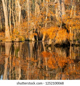 Reflections Of Cypress Trees In The Neches River.