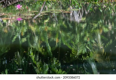 Reflections In A Jungle Lagoon In Tropical Thailand