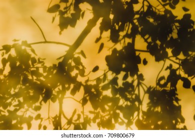 Reflections Of Leaves From The Bodhi Tree, Shadows Taken From The Granite Floor Of Thai Temples.(also Known As Bo Leave)