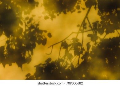 Reflections Of Leaves From The Bodhi Tree, Shadows Taken From The Granite Floor Of Thai Temples.(also Known As Bo Leave)