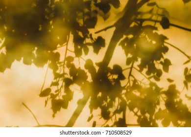 Reflections Of Leaves From The Bodhi Tree, Shadows Taken From The Granite Floor Of Thai Temples.(also Known As Bo Leave)