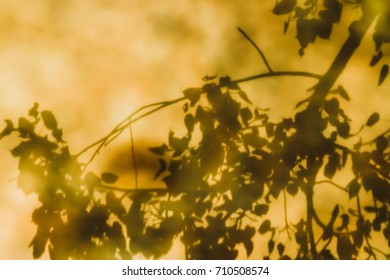 Reflections Of Leaves From The Bodhi Tree, Shadows Taken From The Granite Floor Of Thai Temples.(also Known As Bo Leave)