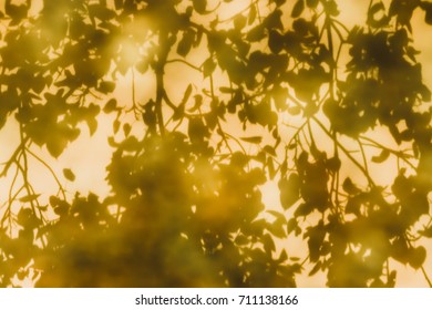 Reflections Of Leaves From The Bodhi Tree, Shadows Taken From The Granite Floor Of Thai Temples.(also Known As Bo Leave)