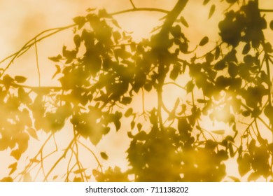 Reflections Of Leaves From The Bodhi Tree, Shadows Taken From The Granite Floor Of Thai Temples.(also Known As Bo Leave)