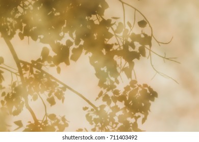 Reflections Of Leaves From The Bodhi Tree, Shadows Taken From The Granite Floor Of Thai Temples.(also Known As Bo Leave)