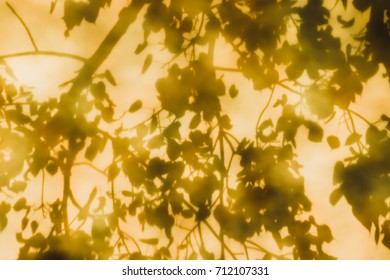 Reflections Of Leaves From The Bodhi Tree, Shadows Taken From The Granite Floor Of Thai Temples.(also Known As Bo Leave)