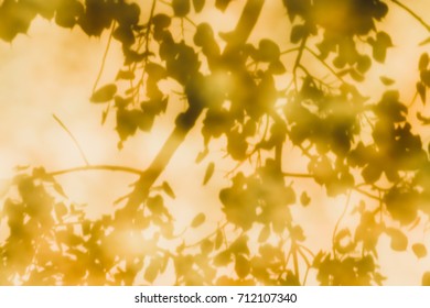 Reflections Of Leaves From The Bodhi Tree, Shadows Taken From The Granite Floor Of Thai Temples.(also Known As Bo Leave)