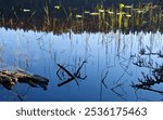 Reflections of reeds and other water plants in the glass-like surface of the Mendenhall River, Juneau Alaska